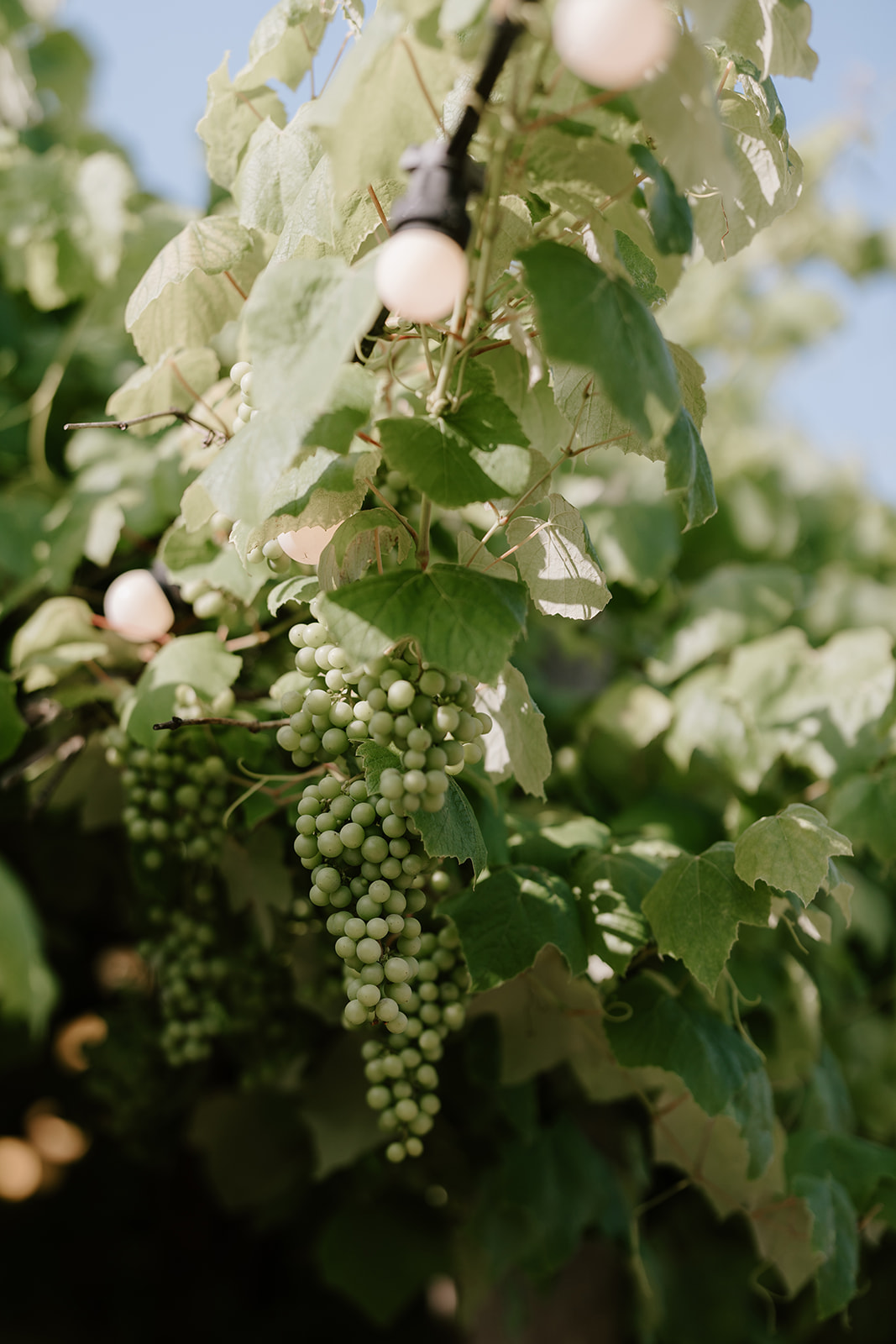 Walled Garden Decoration Detail
