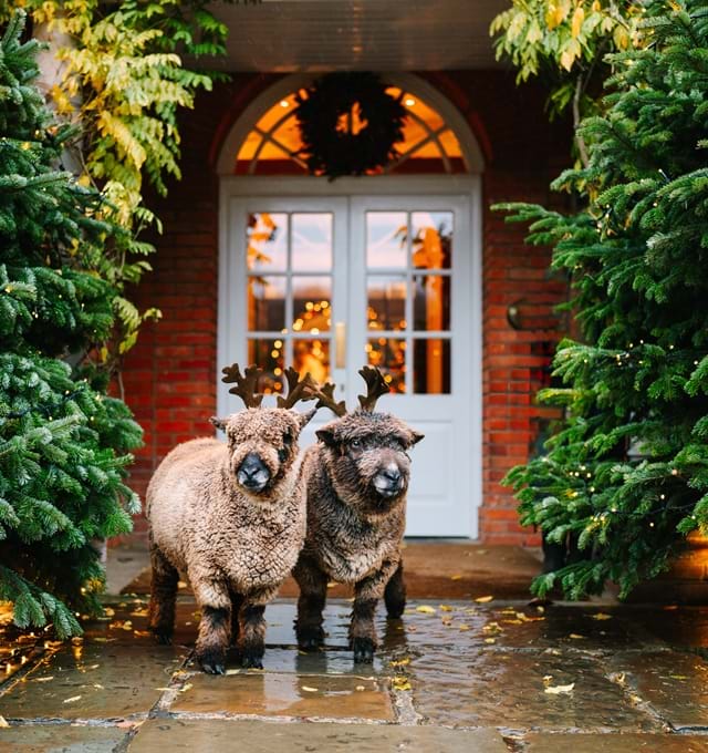 Two sheep with reindeer antlers standing between decorated Christmas trees at an entrance.