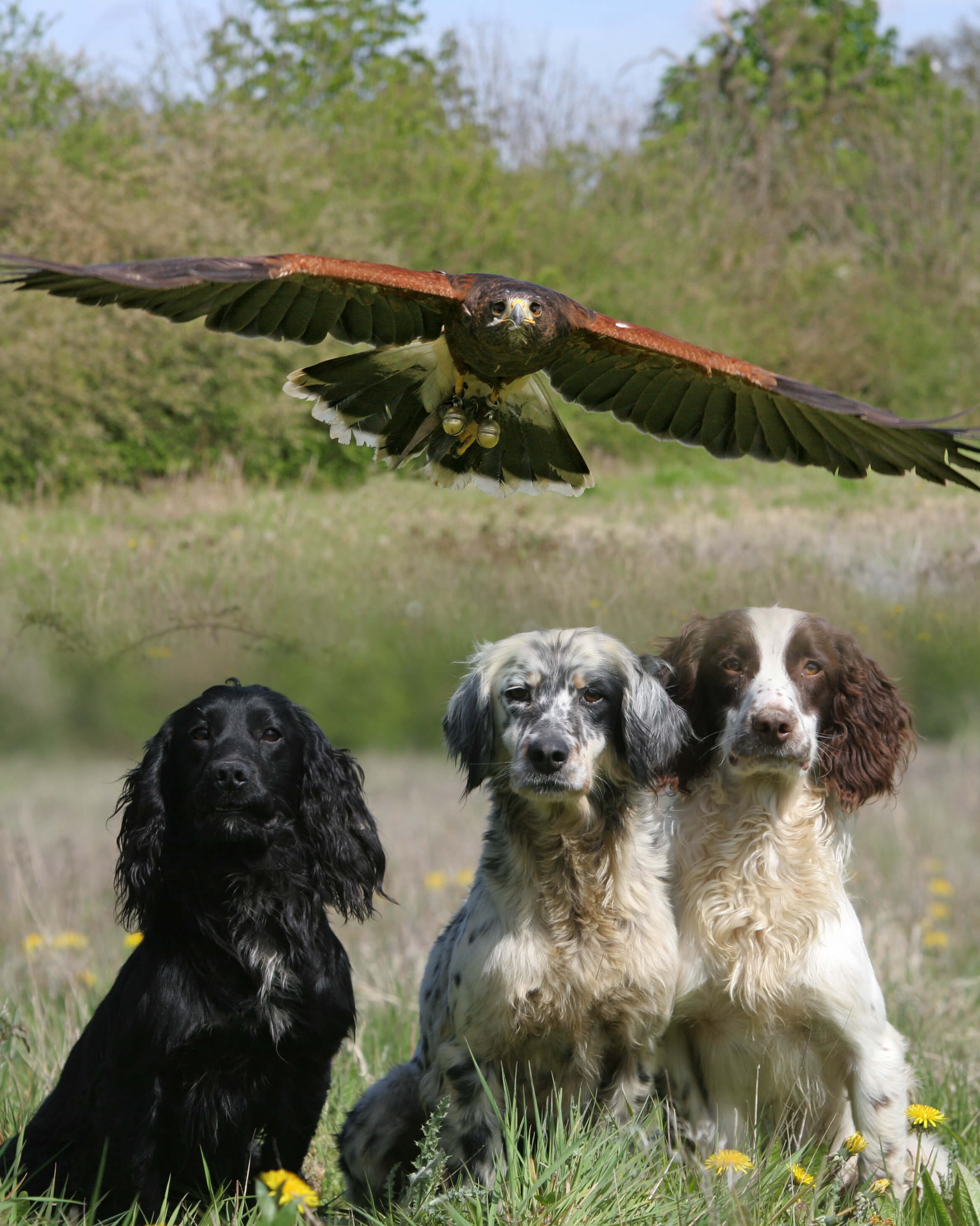 team building new forest