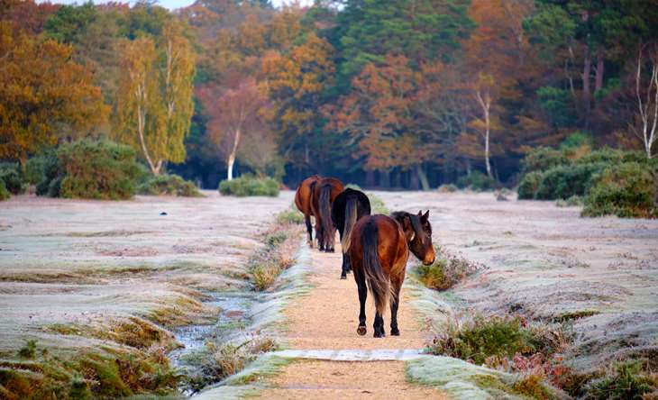 Wild ponies walking along a frosty forest path